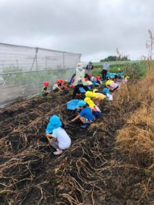 近くの保育園の子供たちが、たま農園のジャガイモを掘りに来てくれました！